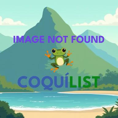 Rav 4